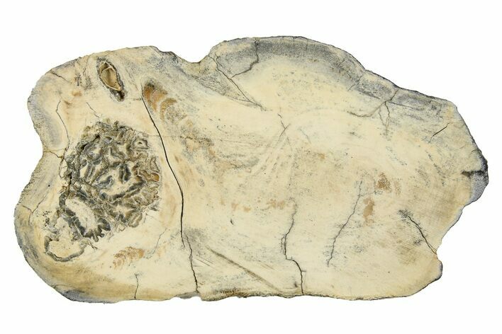 Mammoth Molar Slice With Case - South Carolina #291087